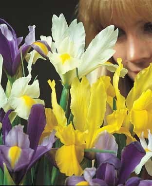 Iris Hollandse-Hybriden 'Mix'