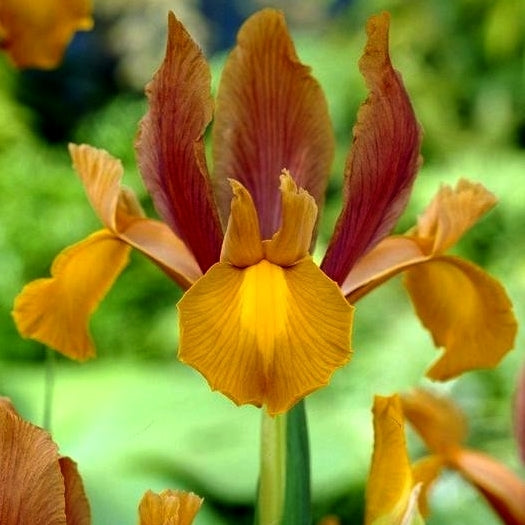Iris Hollandse-Hybriden 'Autumn Princess'