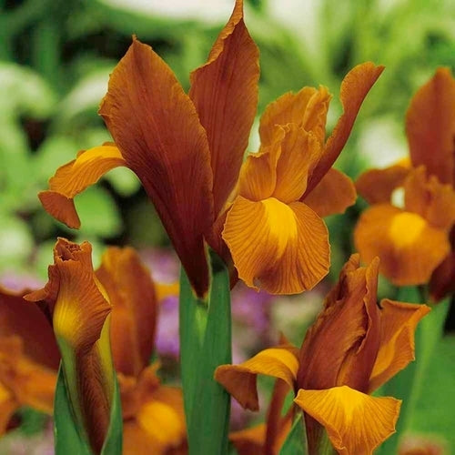 Iris Hollandse-Hybriden 'Autumn Princess'