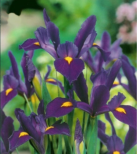 Iris Hollandse-Hybriden 'Blue' / 'Discovery'