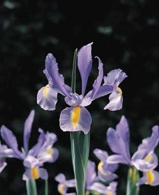Iris Hollandse-Hybriden 'Blue' / 'Discovery'