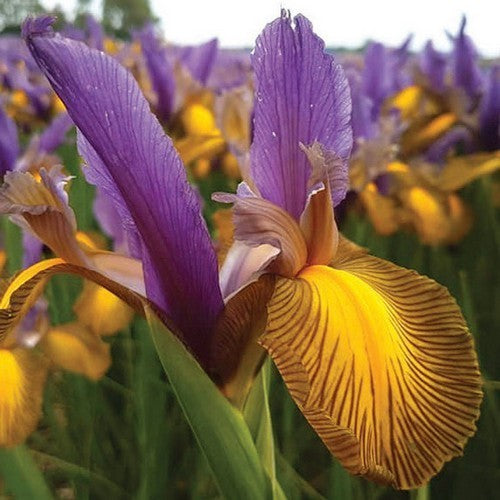 Iris Hollandse-Hybriden 'Picasso'