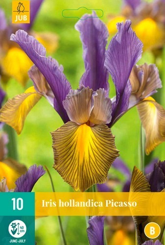 Iris Hollandse-Hybriden 'Picasso'