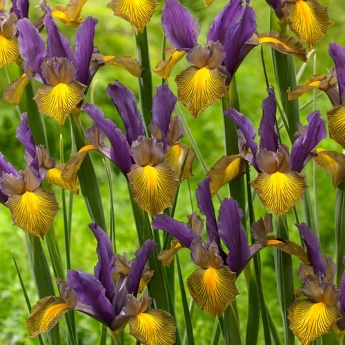 Iris Hollandse-Hybriden 'Picasso'