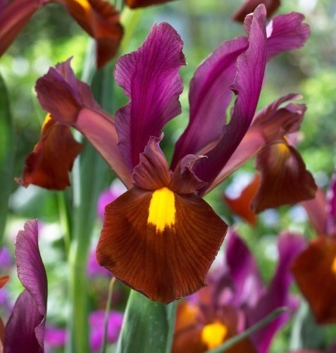 Iris Hollandica-Hybrids 'Red Ember'