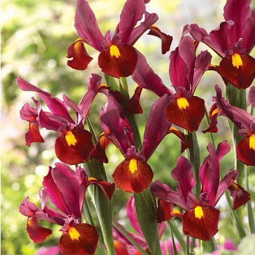 Iris Hollandica-Hybrids 'Red Ember'