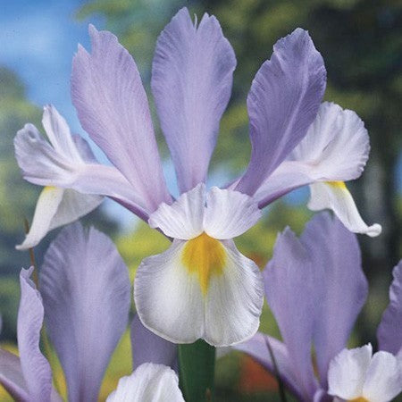 Iris Hollandse-Hybriden 'Silvery Beauty'