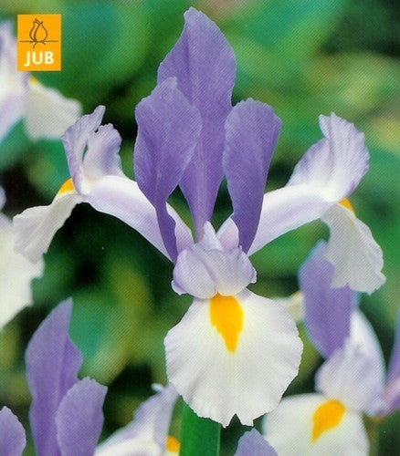 Iris Hollandse-Hybriden 'Silvery Beauty'