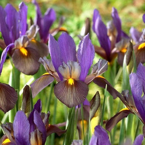 Iris Hollandse-Hybriden 'Tigereye'