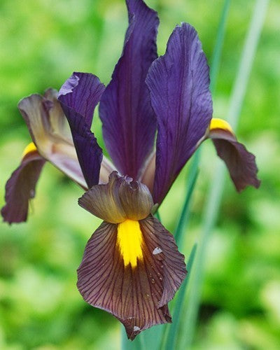 Iris Hollandse-Hybriden 'Tigereye'