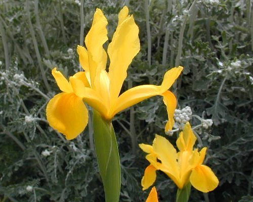Iris Hollandse-Hybriden 'Yellow'