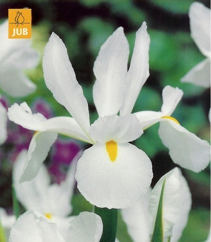 Iris Hollandse-Hybriden 'White'