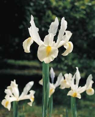Iris Hollandse-Hybriden 'White'