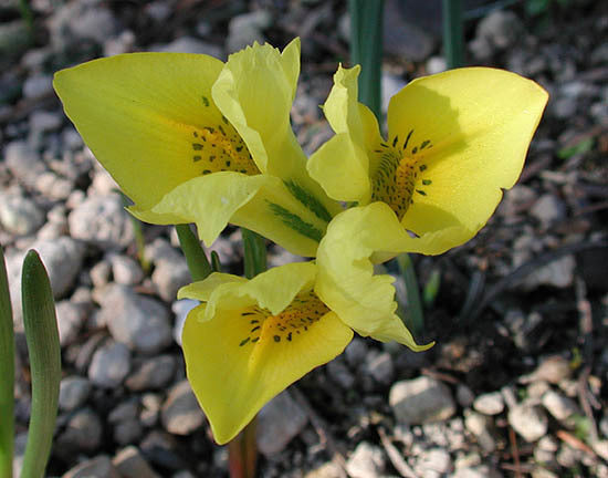 Iris danfordiae