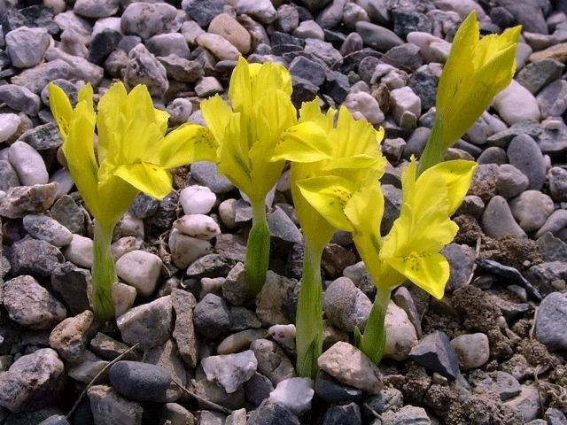Iris danfordiae