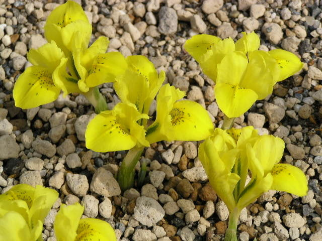 Iris danfordiae
