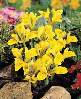 Iris danfordiae
