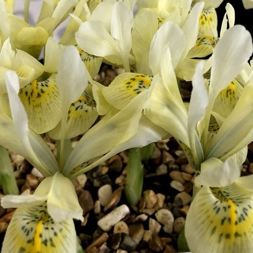 Iris histrioides 'Katharine Gold'