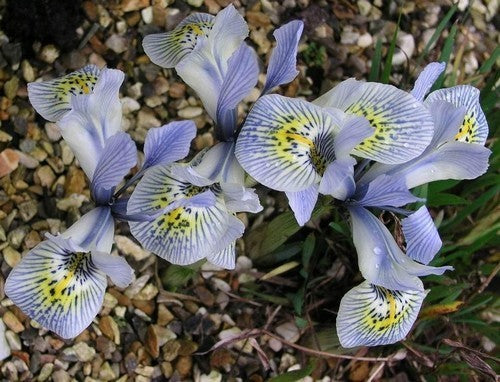 Iris histrioides 'Katharine Hodgkin'