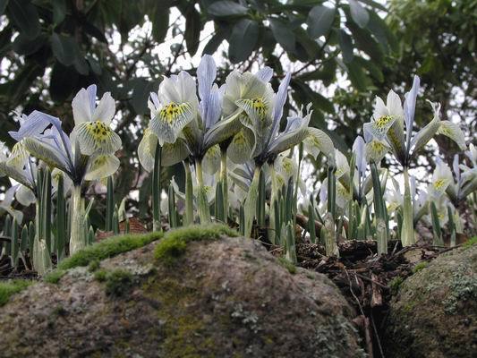 Iris histrioides 'Katharine Hodgkin'