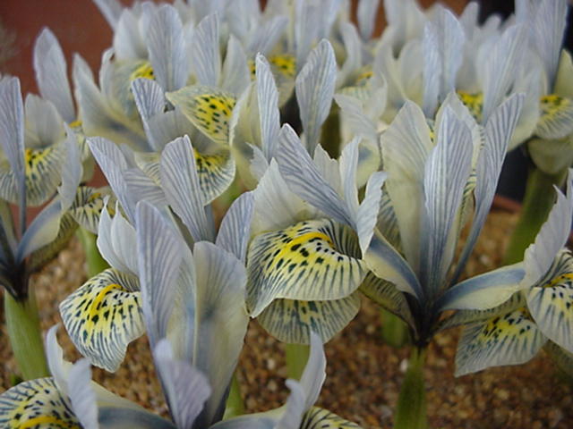 Iris histrioides 'Katharine Hodgkin'