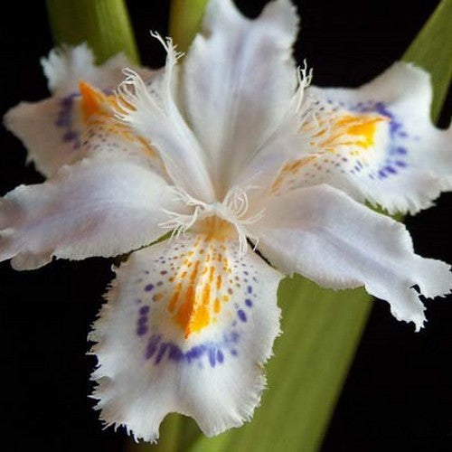 Iris japonica