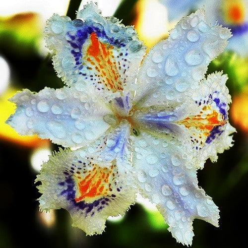 Iris japonica