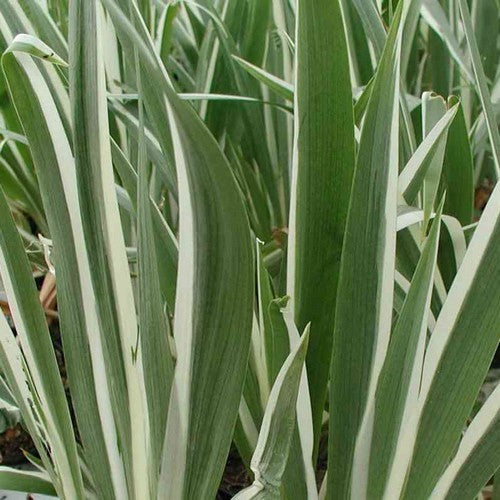 Iris japonica