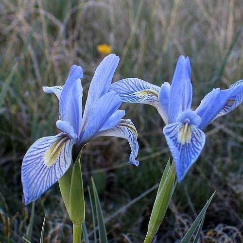 Iris missouriensis