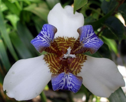Iris neomarica ssp. Gracilis