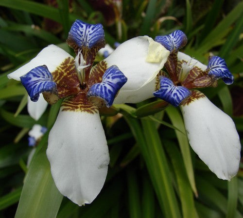 Iris neomarica ssp. Gracilis