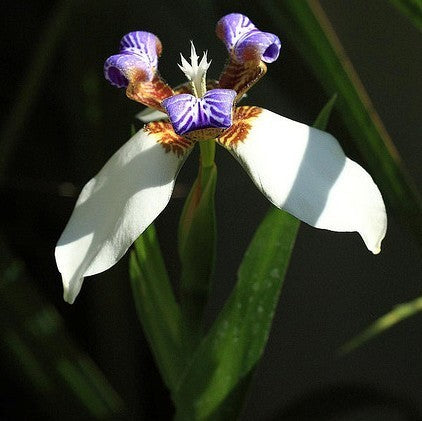 Iris neomarica ssp. Gracilis