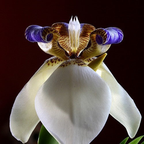 Iris neomarica ssp. Gracilis