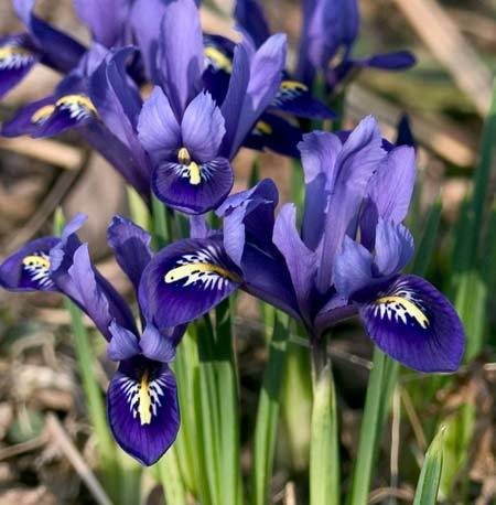 Iris reticulata 'Harmony' / 'Pixie'