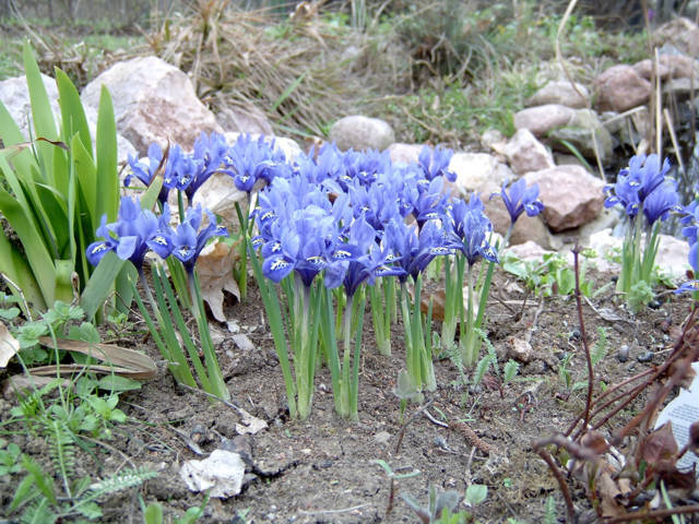 Iris reticulata 'Harmony' / 'Pixie'