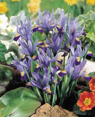 Iris reticulata 'Harmony' / 'Pixie'