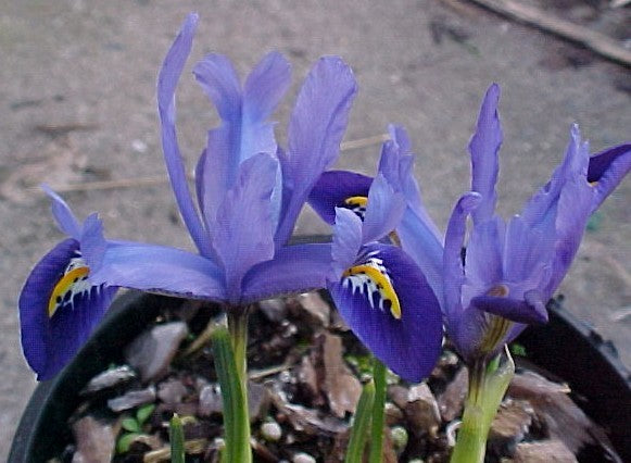 Iris reticulata 'Harmony' / 'Pixie'
