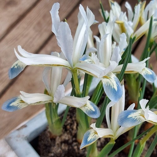 Iris reticulata 'FRozen Planet'