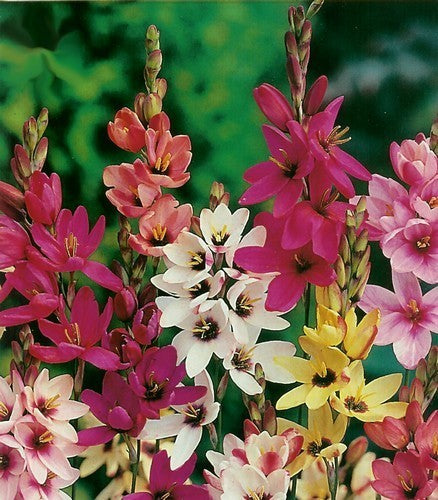 Ixia hybrids