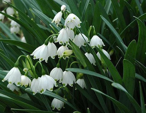 Leucojum aestivum