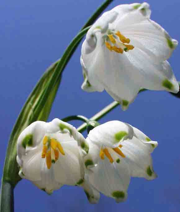 Leucojum aestivum 'Gravetye Giant'
