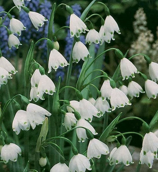 Leucojum aestivum 'Gravetye Giant'