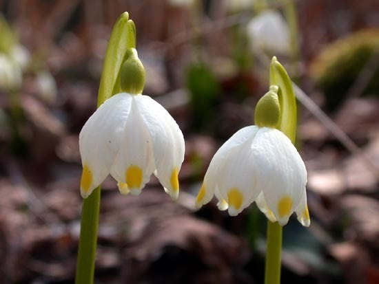 Leucojum vernum