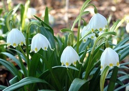 Leucojum vernum