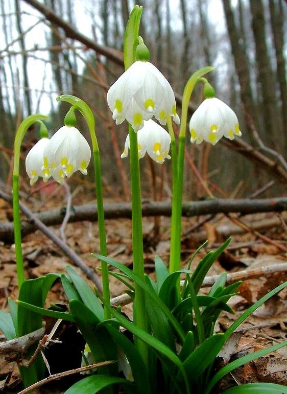 Leucojum vernum