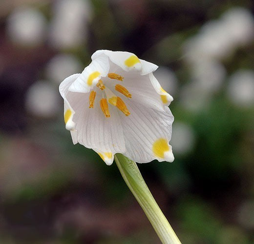Leucojum vernum