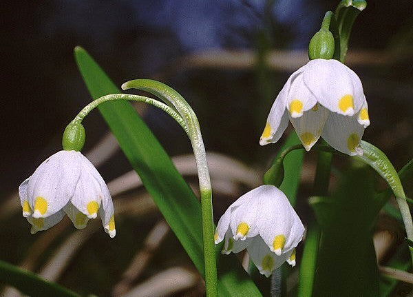 Leucojum vernum