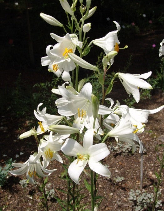Lilium candidum 2 Kleine bollen