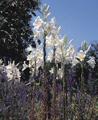 Lilium candidum 2 Kleine bollen