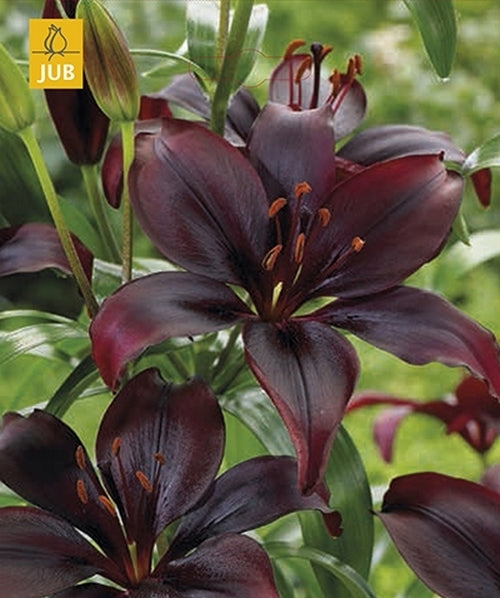 Lilium hybrid 'Asiatic Black'